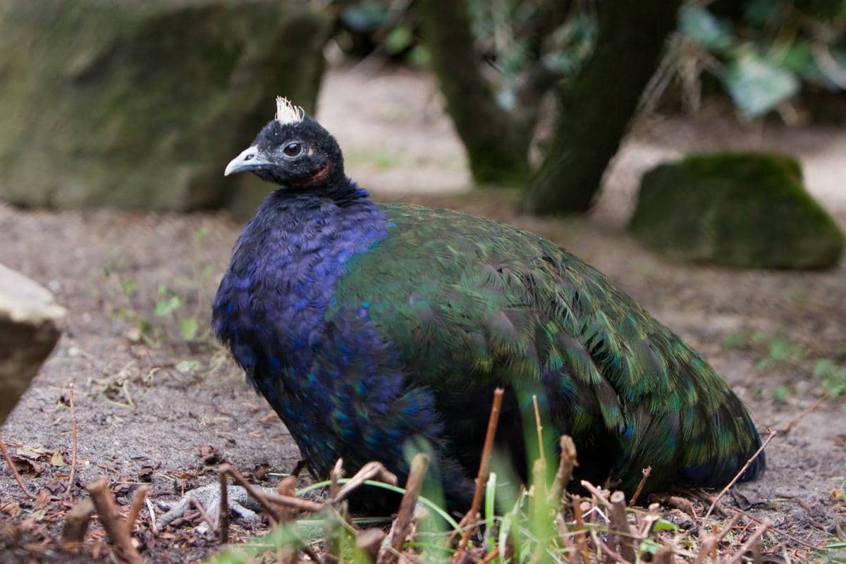 Merak kongo