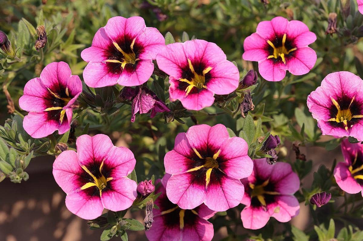 ilustrasi calibrachoa callie hot pink spark