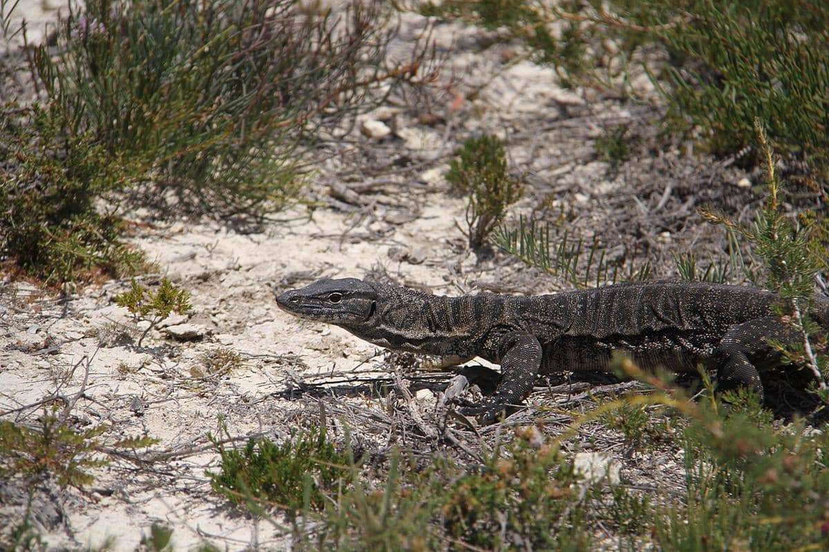 biawak rosenberg