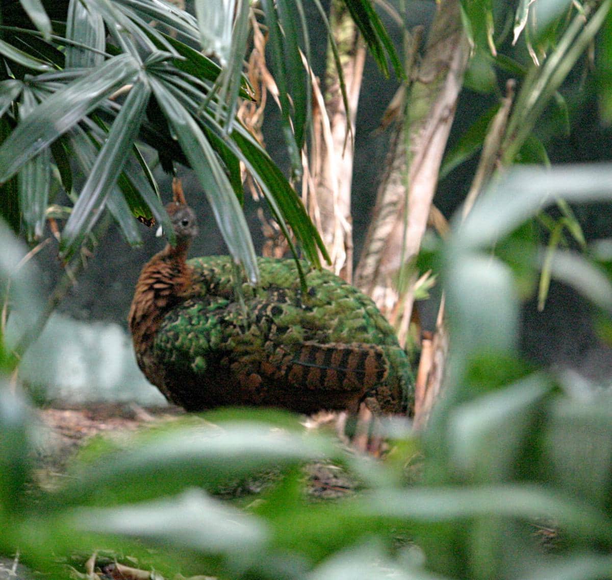 Merak kongo