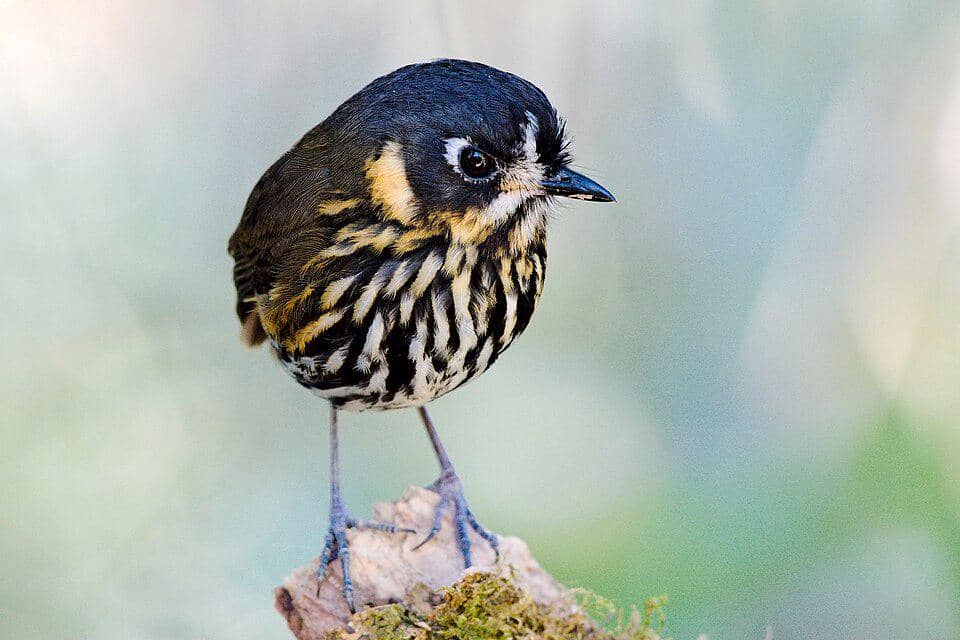 5 Fakta Crescent Faced Antpitta, Burung Mungil Penghuni Hutan Awan