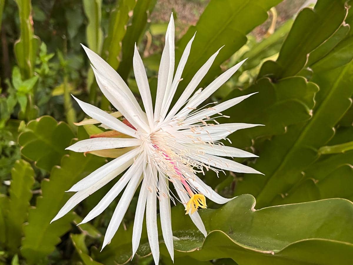 ilustrasi kaktus epiphyllum