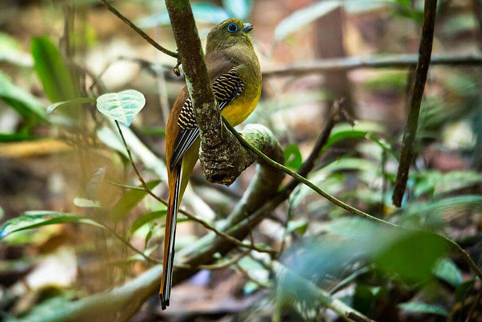 burung luntur harimau di habitat aslinya