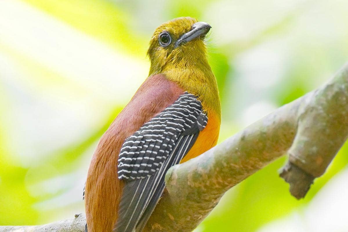 8 Fakta Burung Luntur Harimau, Pesona Hutan Tropis Indonesia