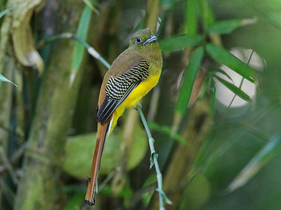 Burung luntur harimau bertengger di tanaman.