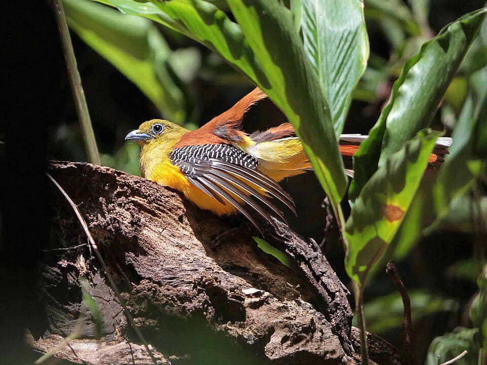 burung luntur harimau di atas batang pohon mati