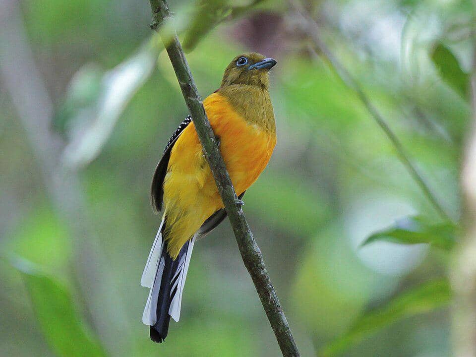 Burung luntur hitam bertengger di pohon.
