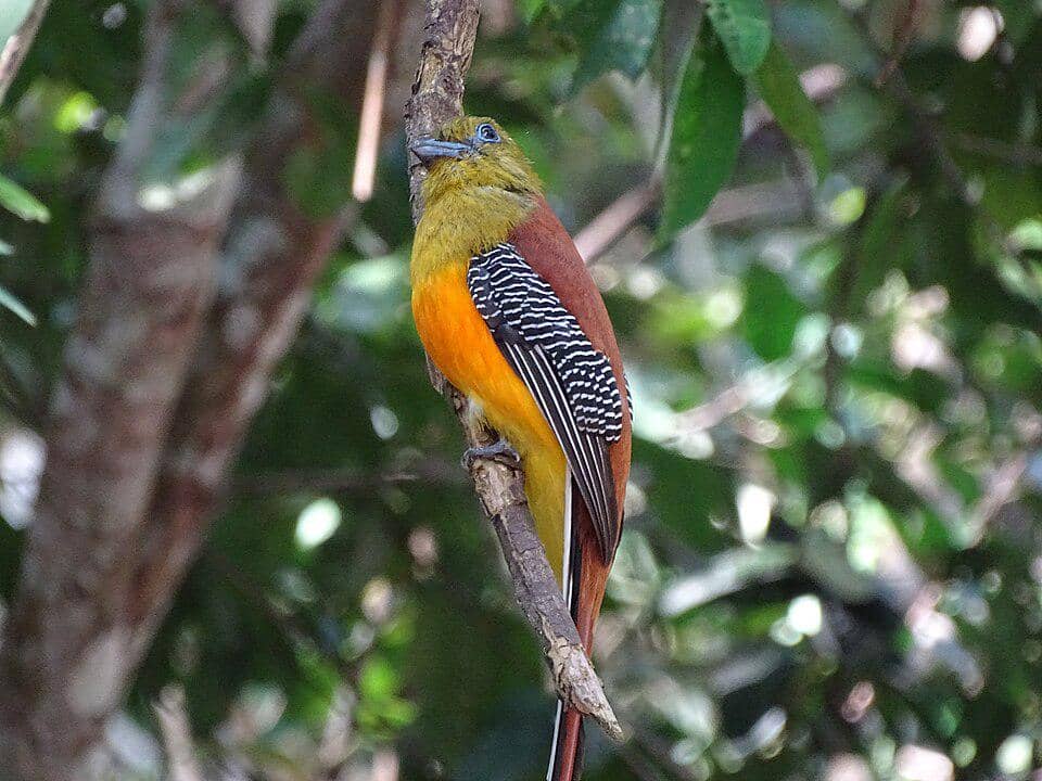 Burung luntur harimau bertengger di pohon.