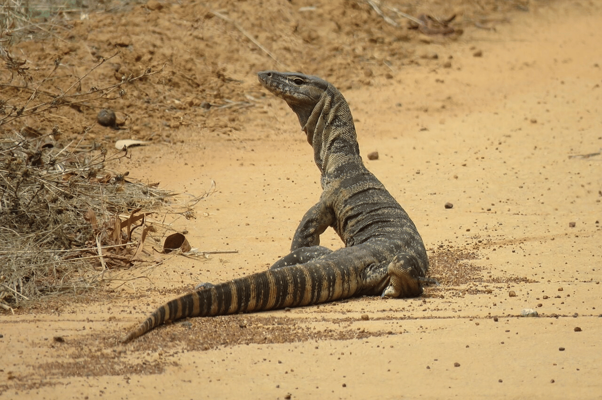 5 Fakta Menarik Biawak Rosenberg, Kadal Gesit Berwarna Hitam