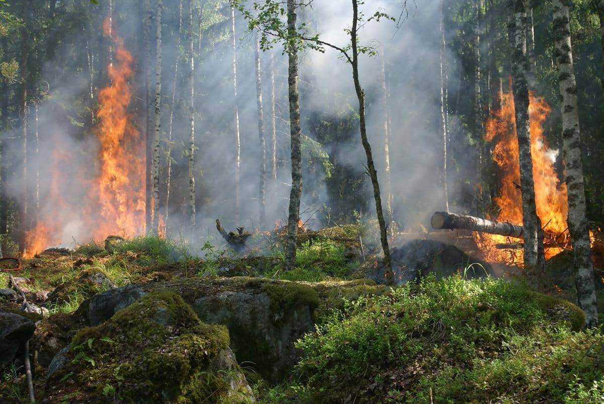 Gelombang Panas 41 Derajat Celsius di Jerman Picu Kebakaran Hutan