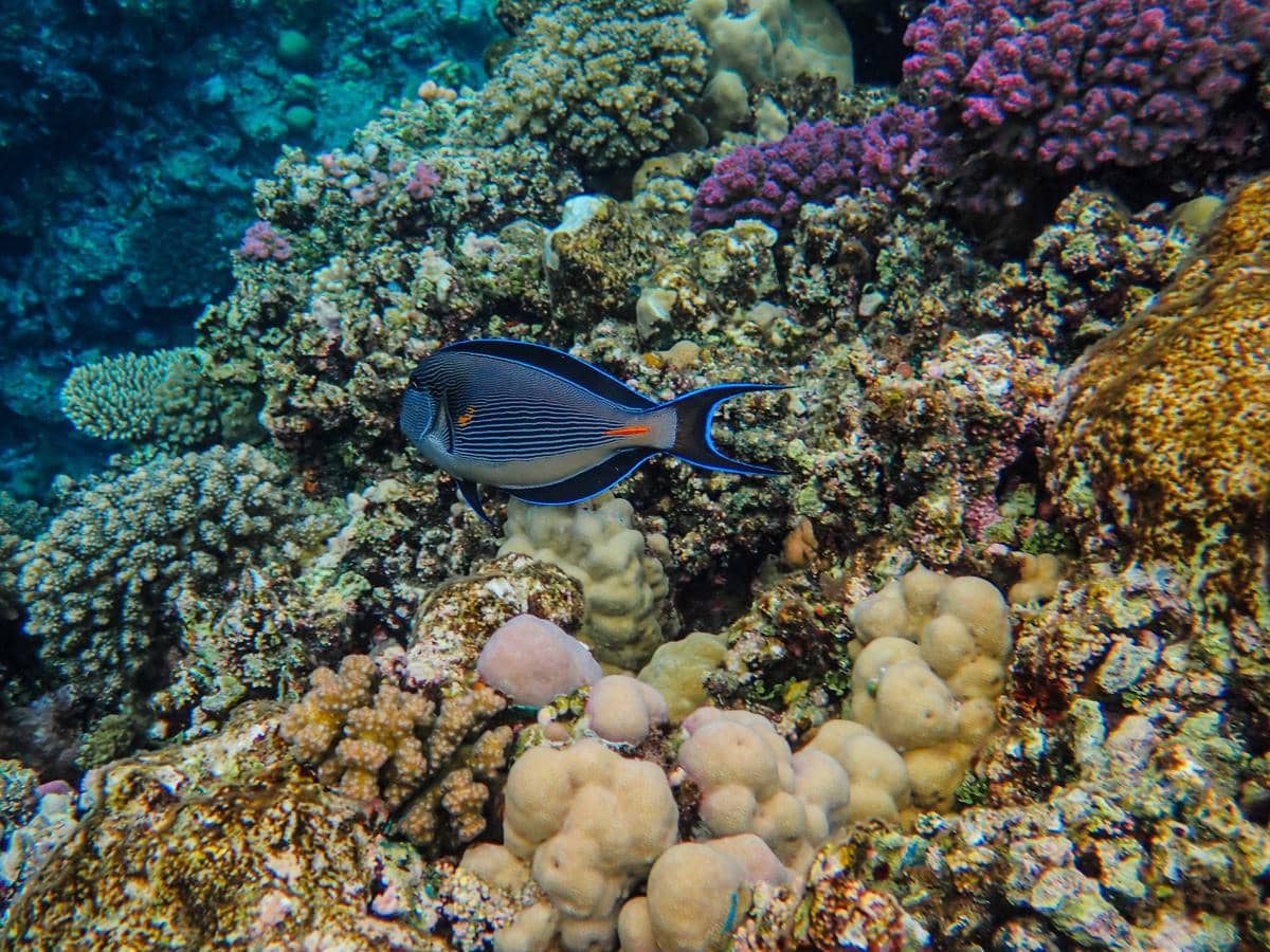 ilustrasi ikan di terumbu karang