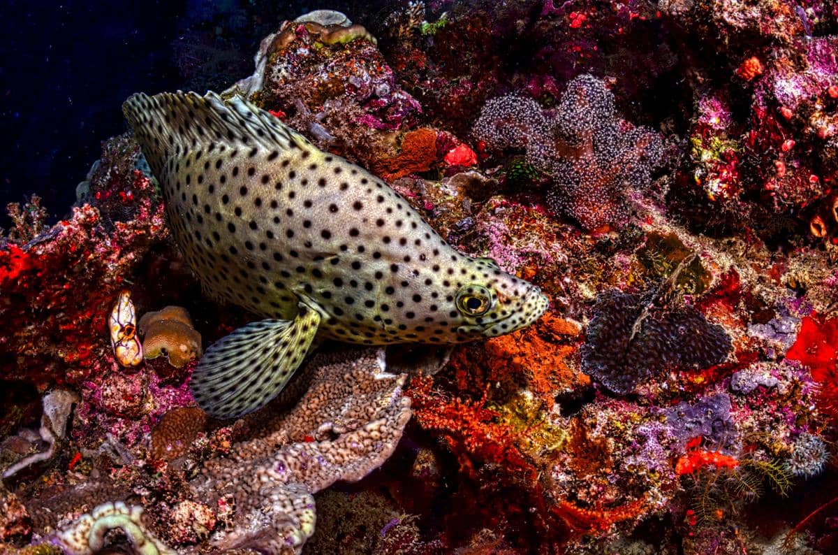 ilustrasi ikan di terumbu karang