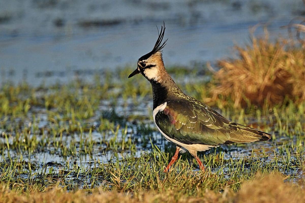 Burung lapwing utara 