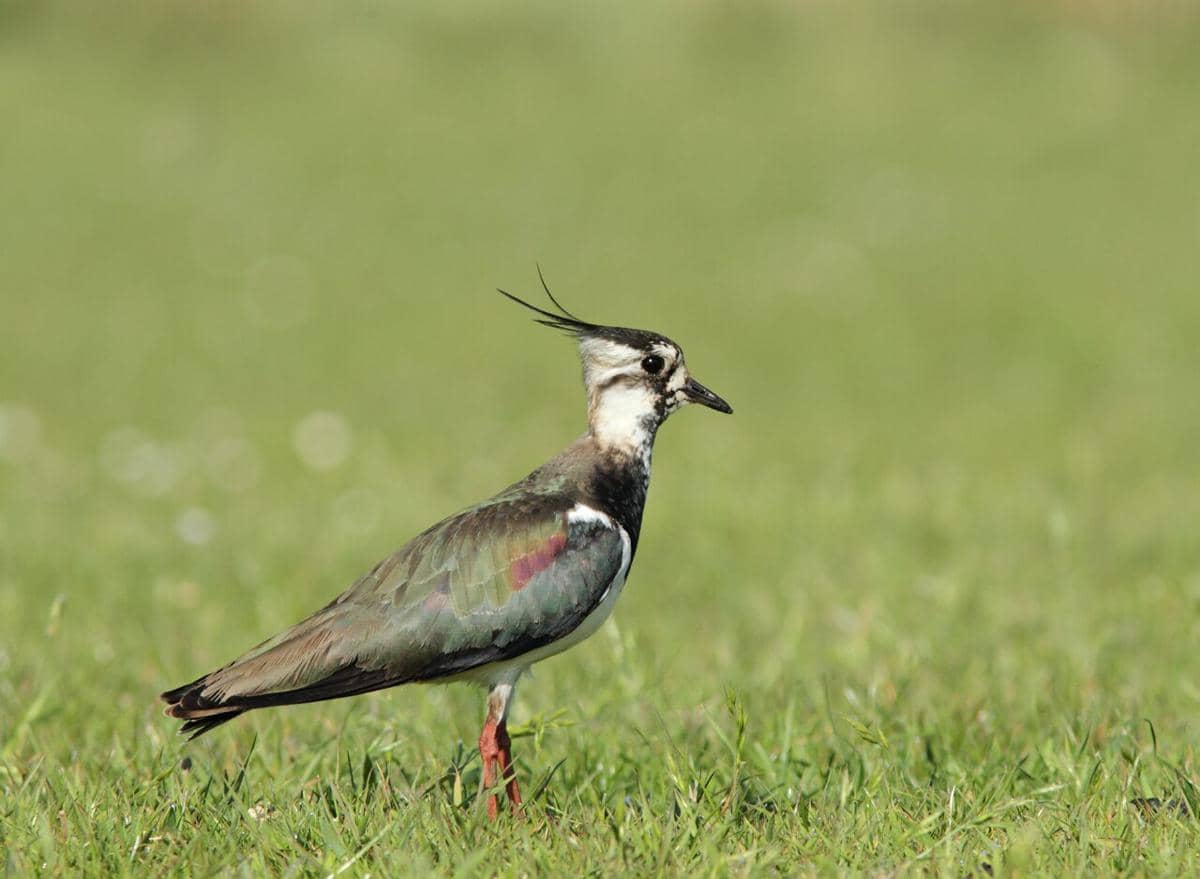 Burung lapwing utara 