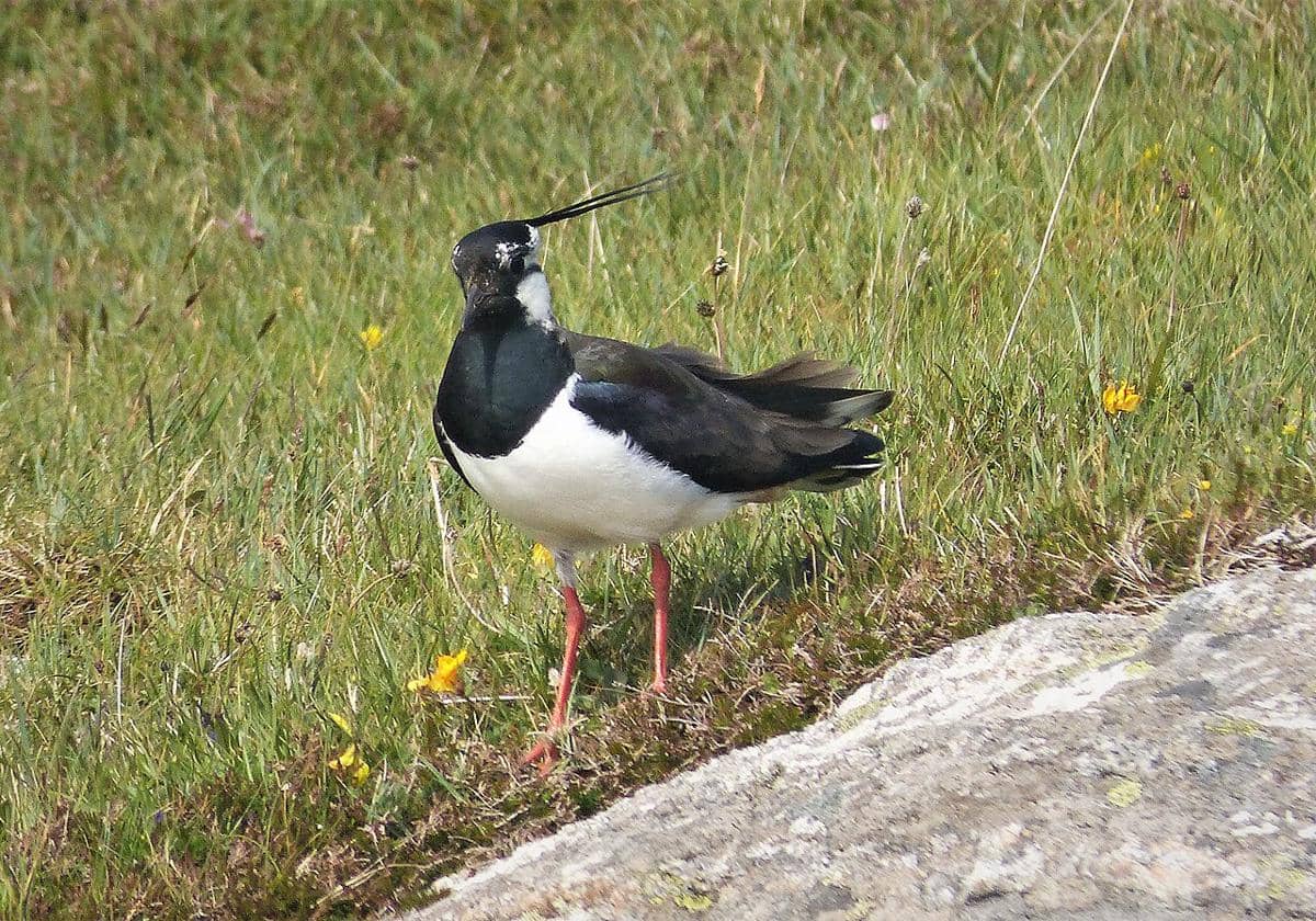 Burung lapwing utara 