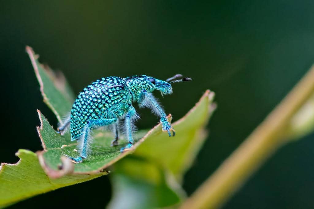 Kumbang Entimus imperialis