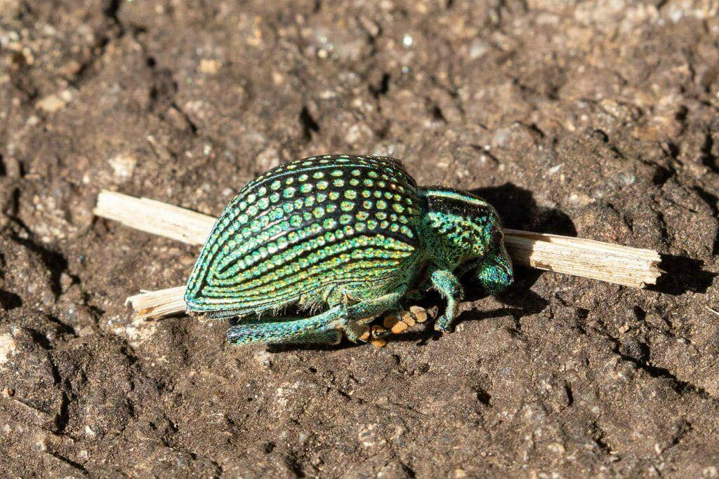Kumbang Entimus imperialis