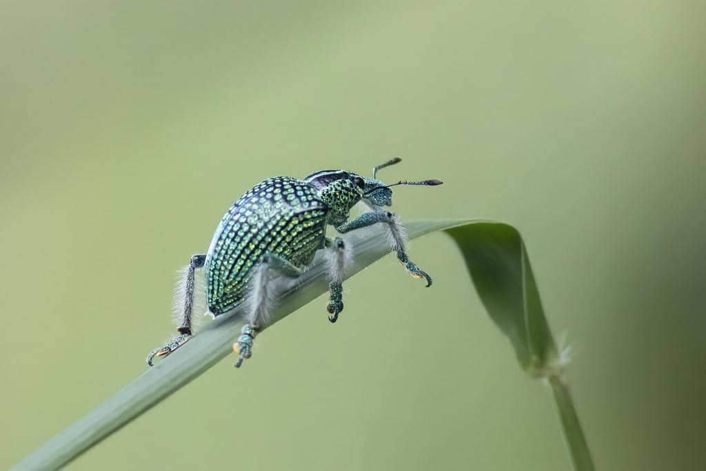 5 Fakta Brazilian Diamond Weevil, si Kumbang Berlian dari Hutan Brasil