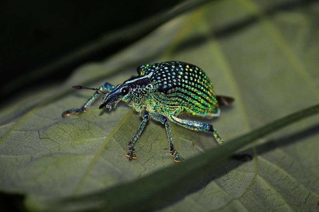Kumbang Entimus imperialis