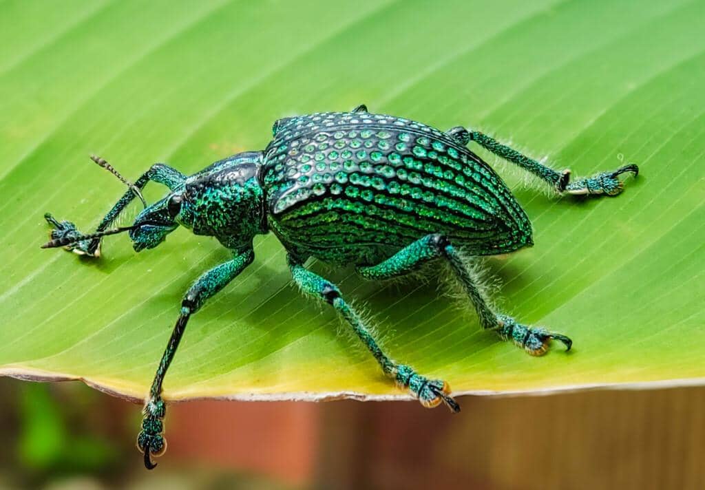 Kumbang Entimus imperialis