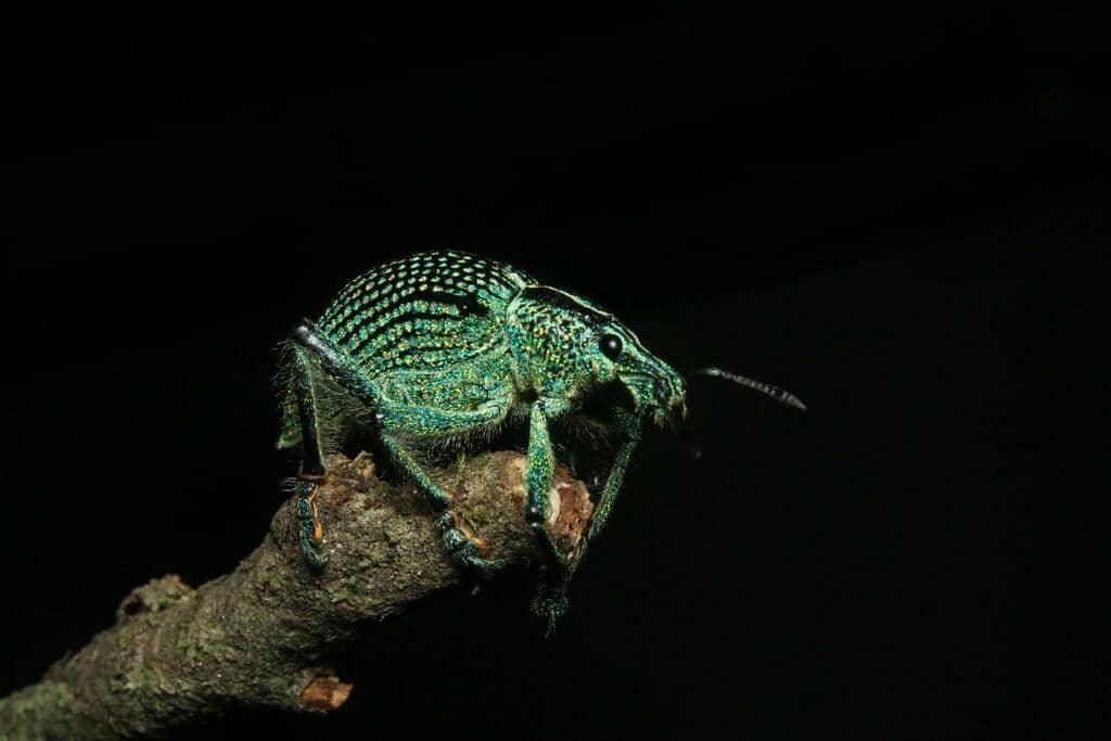 Kumbang Entimus imperialis