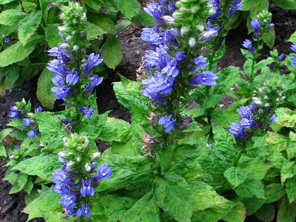 ilustrasi lobelia siphilitica