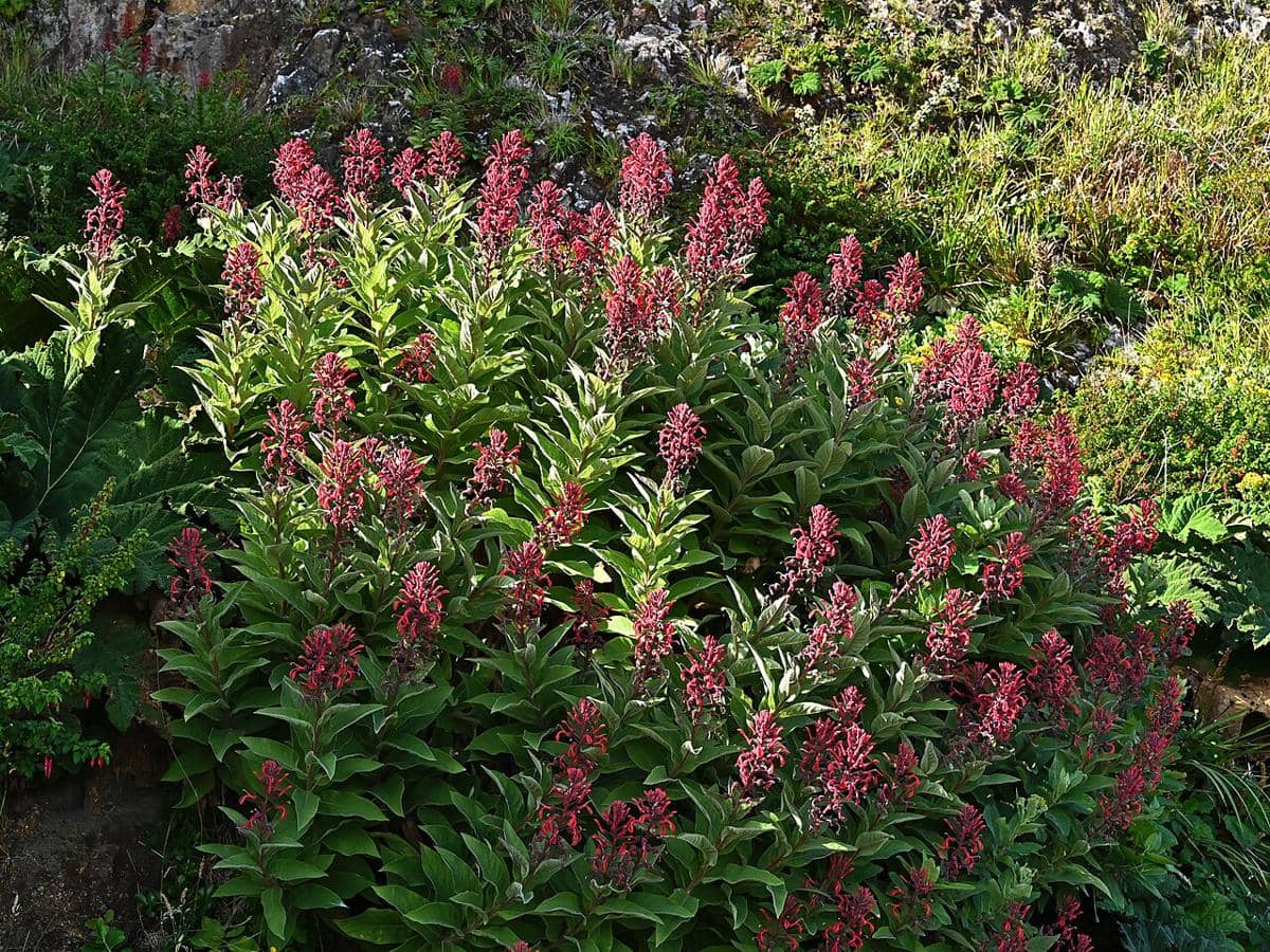 ilustrasi lobelia tupa