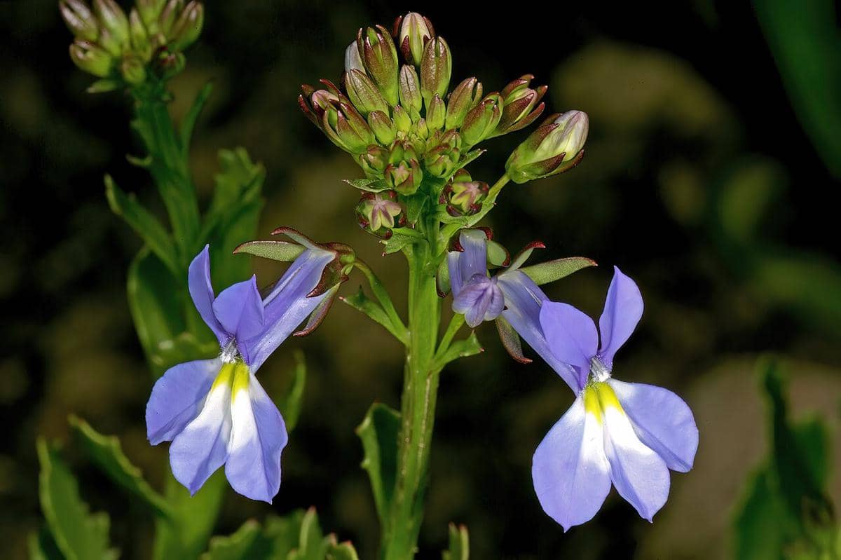 ilustrasi lobelia validus