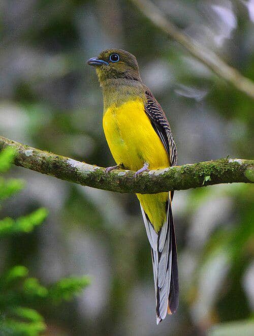 Burung luntur harimau bertengger di dahan pohon.