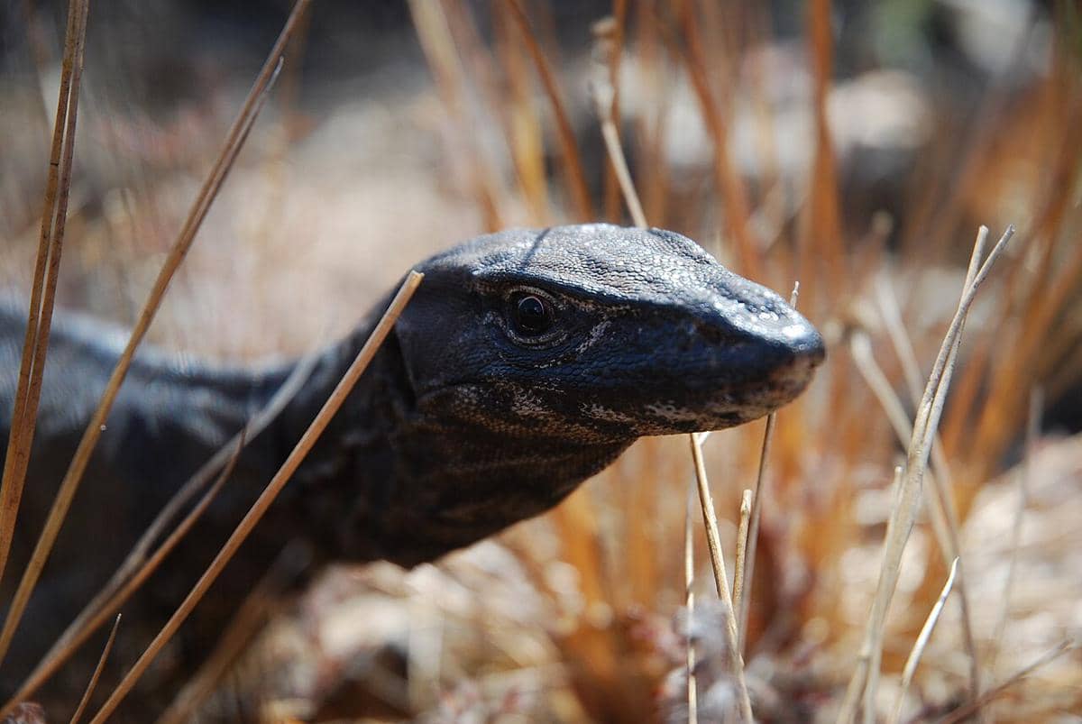 biawak rosenberg