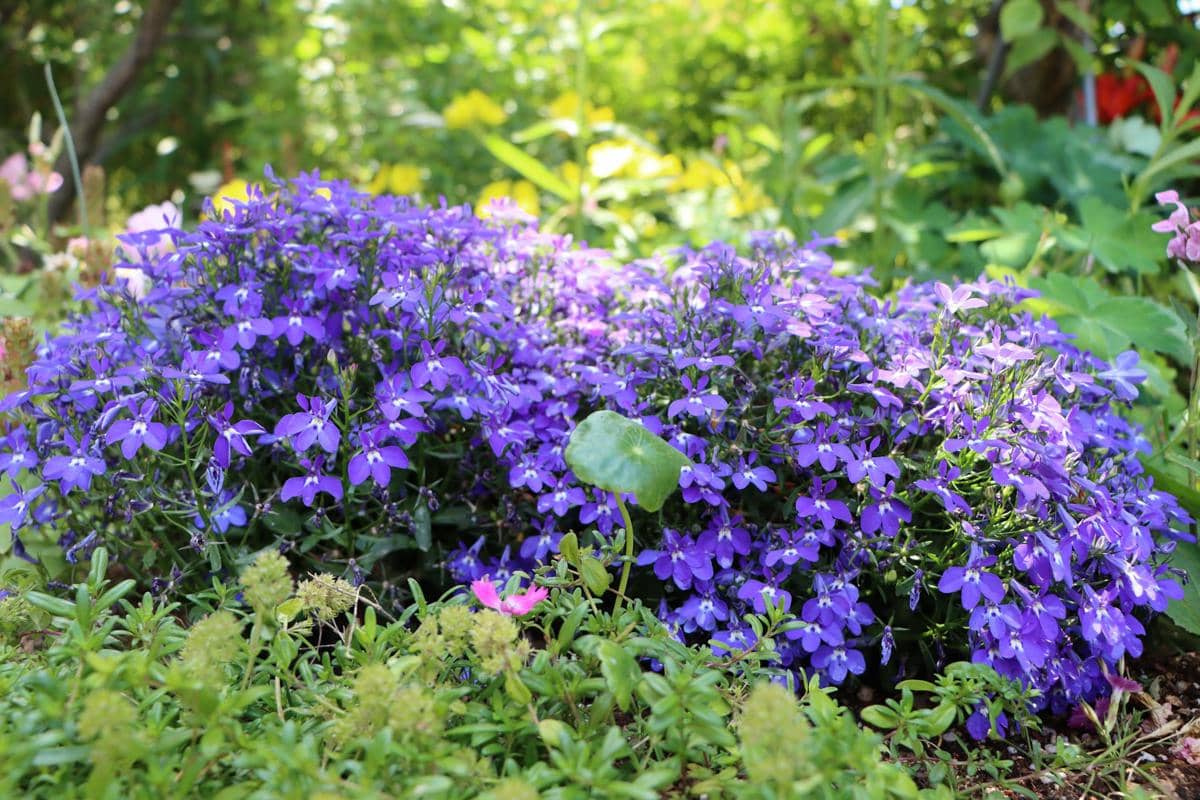 ilustrasi lobelia erinus