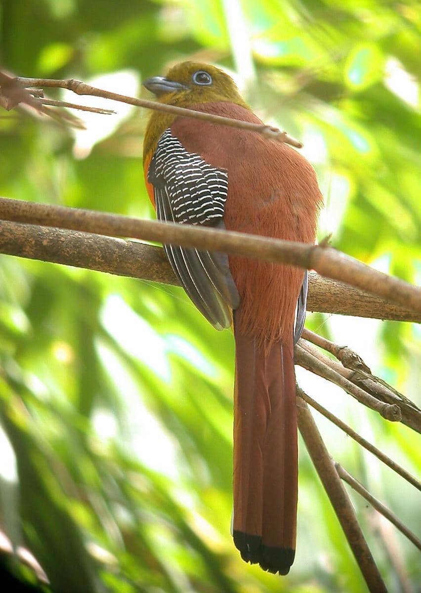 Burung luntur hitam memperlihatkan punggung cokelatnya.