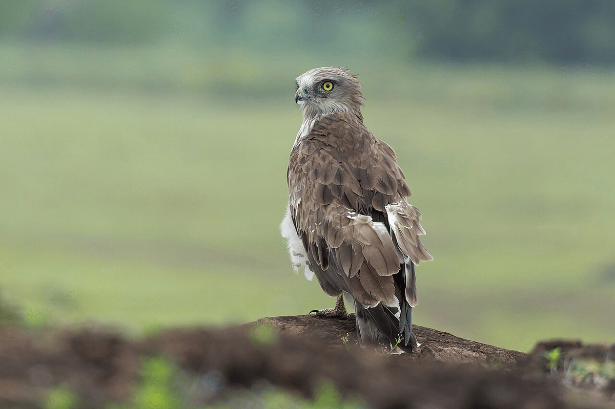 burung elang
