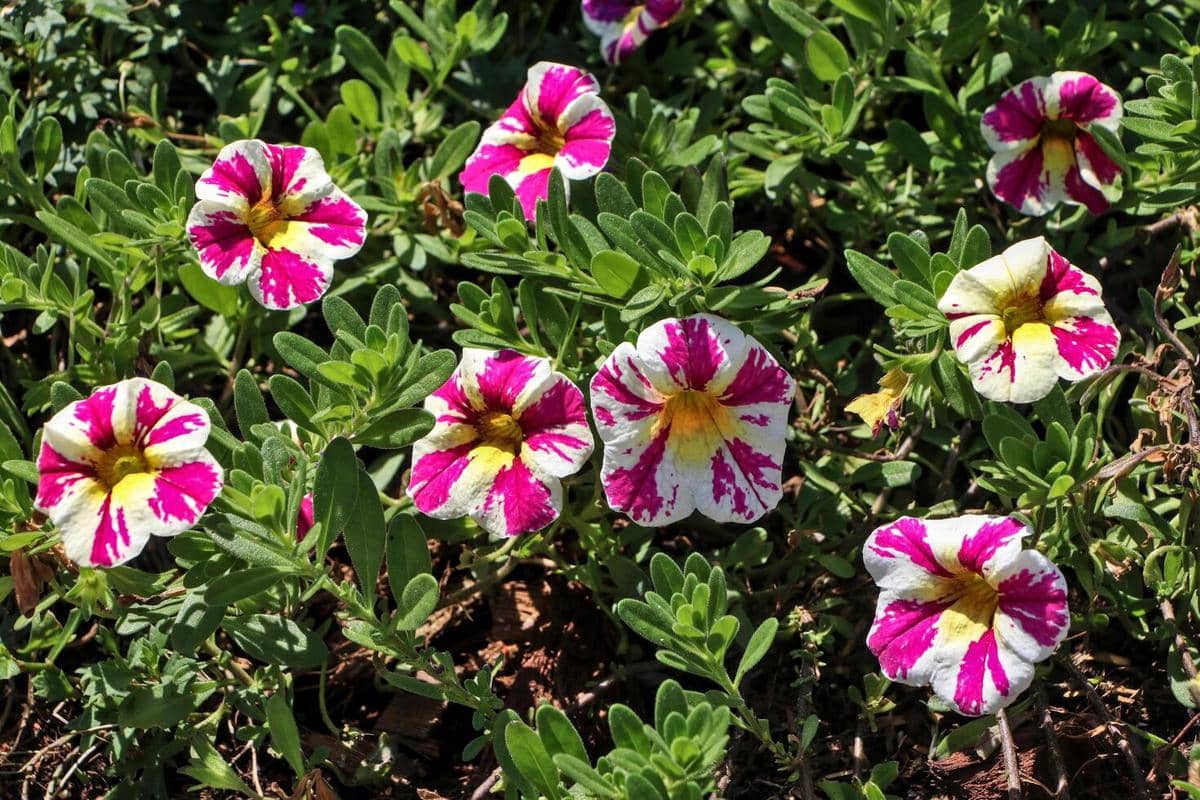 5 Jenis Tanaman Calibrachoa yang Pas buat Percantik Rumah, Estetik!
