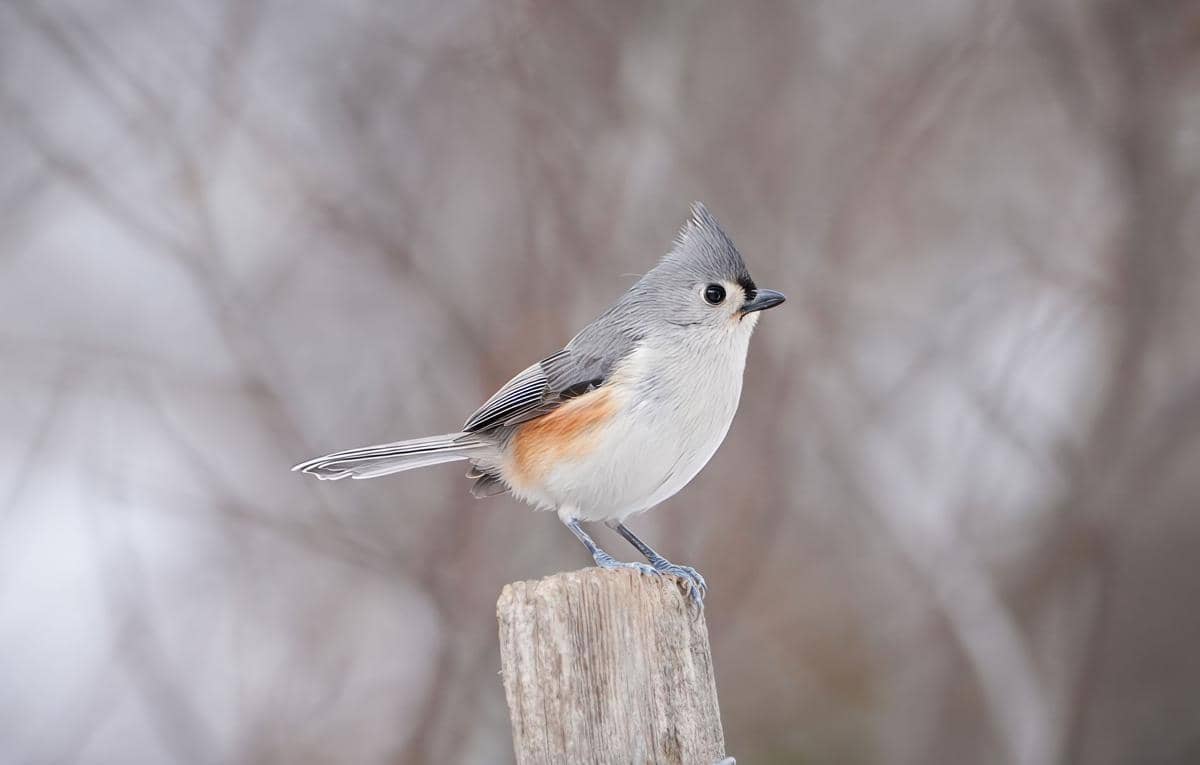 Burung tufted titmouse