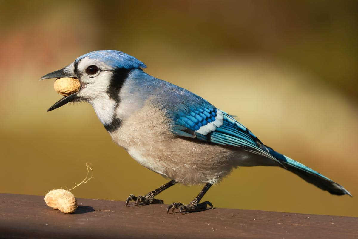 5 Burung yang Terobsesi Menimbun Makanan Hingga Ratusan Ribu Butir