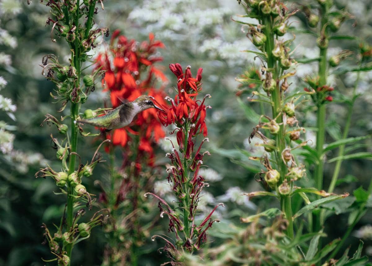 ilustrasi lobelia cardinalis