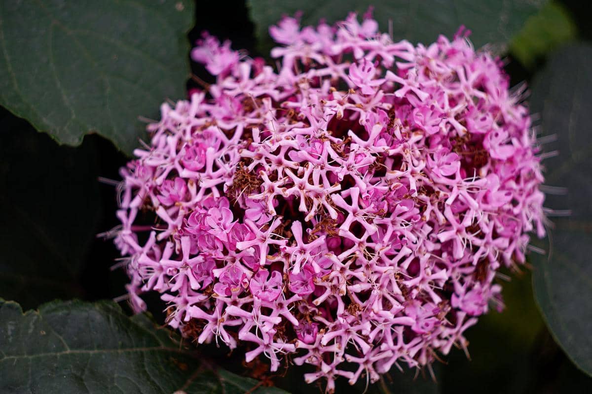 ilustrasi clerodendrum bungei