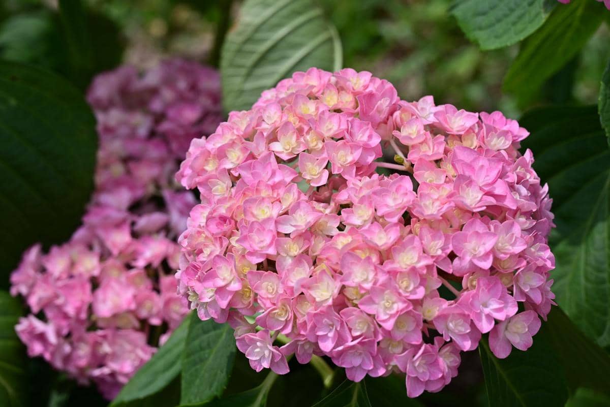 ilustrasi bunga hortensia