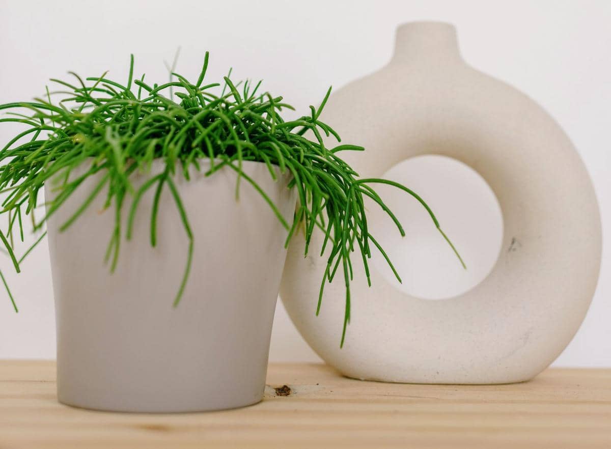 ilustrasi rhipsalis baccifera
