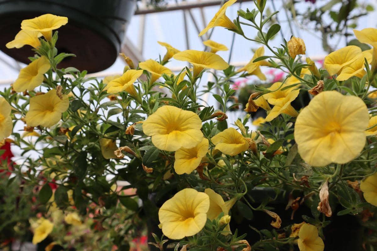 ilustrasi calibrachoa cabaret deep yellow