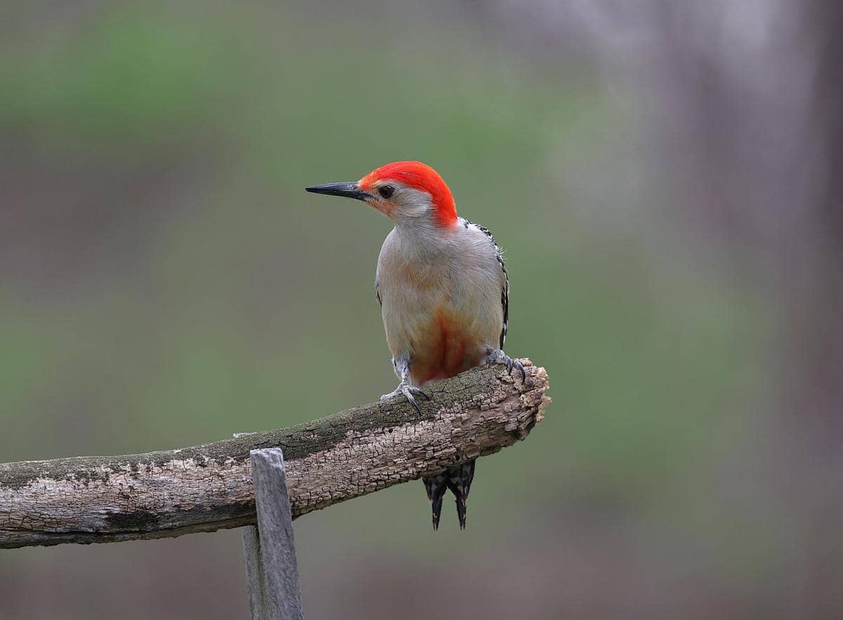 Burung pelatuk perut merah