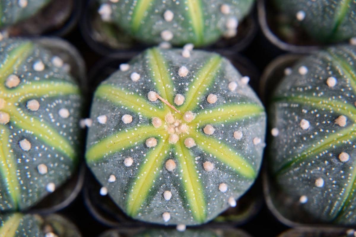 ilustrasi astrophytum asterias