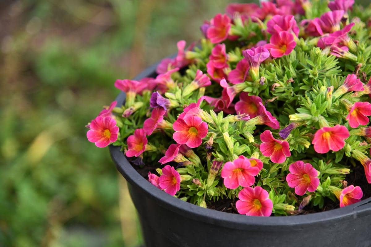 ilustrasi calibrachoa superbells pink