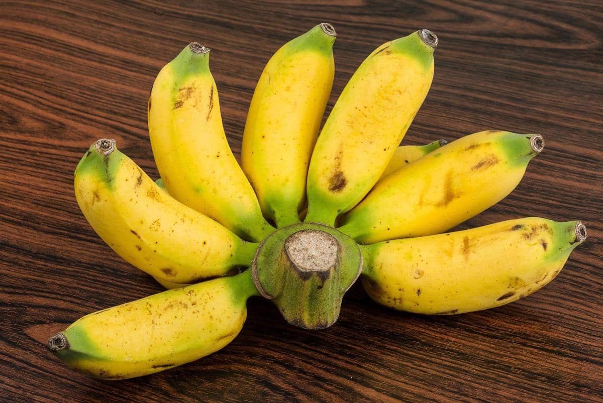 ilustrasi pisang