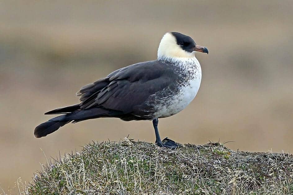 7 Fakta Burung Camar Kejar Pomarin, Perompak Barbar dari Kutub Utara