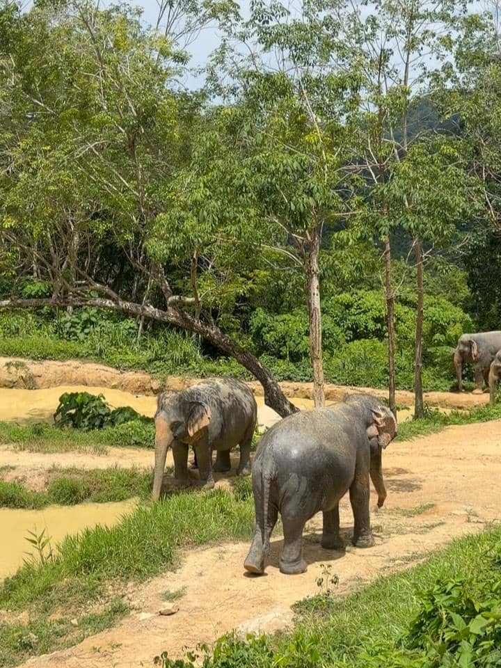 Beberapa gajah berjalan di jalur tanah di tengah area hijau dengan pepohonan rindang di Phuket, Thailand.