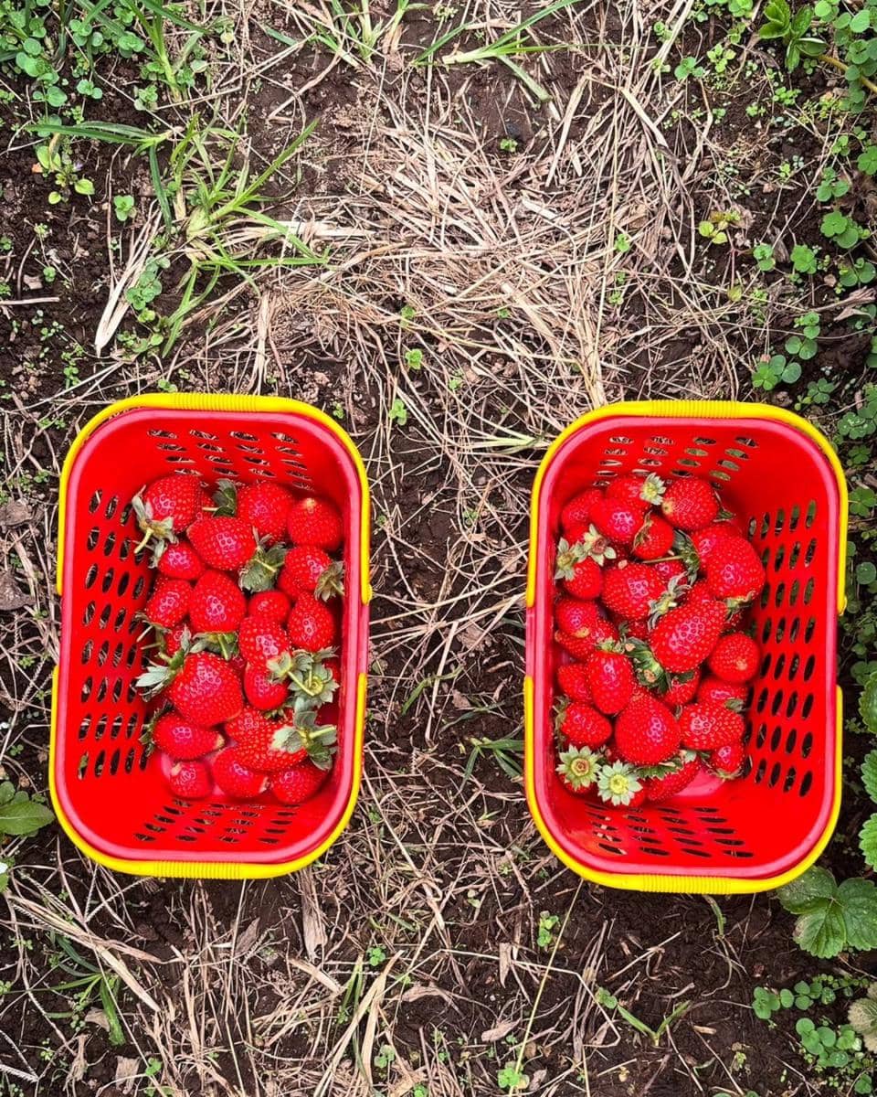 stroberi di Hidden Strawberry Garden (instagram.com/strawberry_corps)