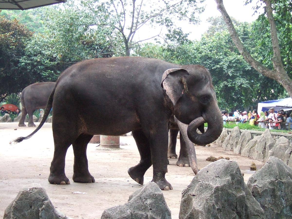 Kebun Binatang Ragunan