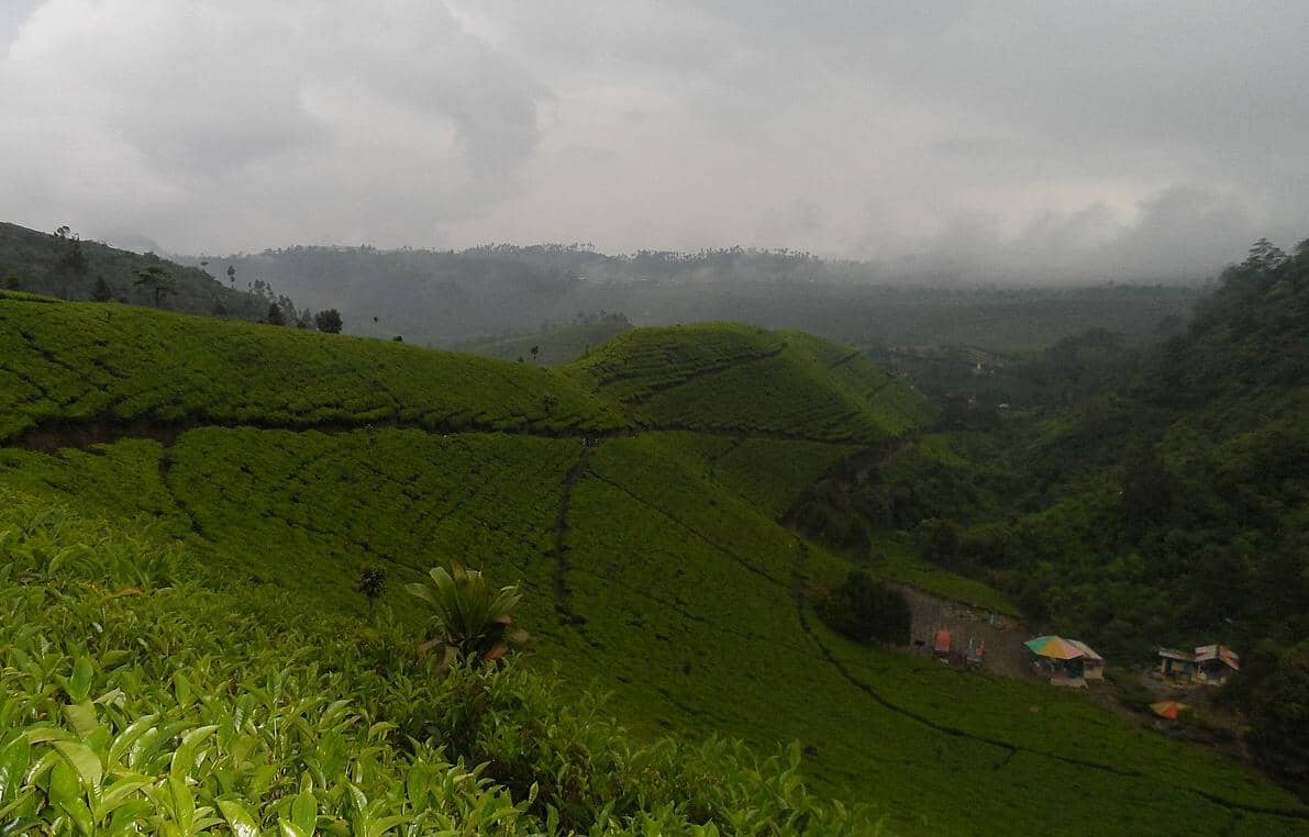 Kebun Teh Kaligua